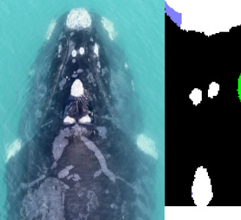 Callosity Patterns Meet Maggi: The Whale Who Captured Our Hearts - Windsor Hotel Hermanus